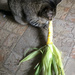 Love fresh corn on the cob by joansmor