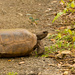 Mr Gopher Turtle Taking a Stroll! by rickster549
