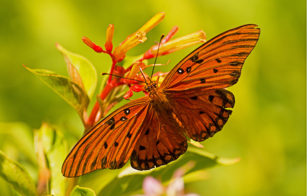 Gulf Fritillary Butterfly in The Garden! by rickster549