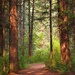 Sunshiny Trail by blueberry1222