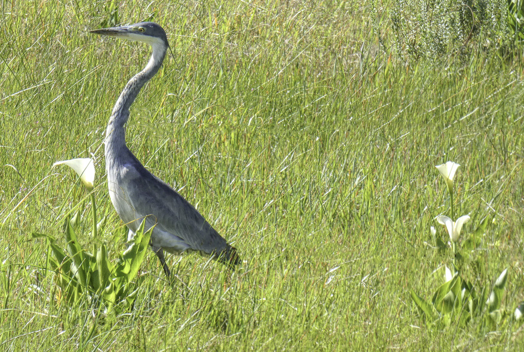 A Heron marching  by ludwigsdiana