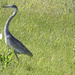 A Heron marching  by ludwigsdiana