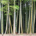 Bamboo by flyrobin