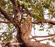 1st Sep 2018 - young great horned owl