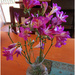 Freesia flowers by kerenmcsweeney