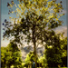 Single tree in the sun by stuart46