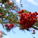 Rowan Berries by phil_sandford