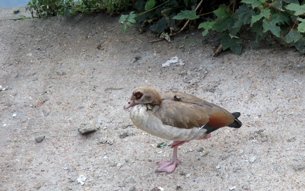 Egyptian Goose by g3xbm