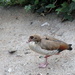 Egyptian Goose by g3xbm