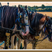 Monty And Logie,Working Horses by carolmw