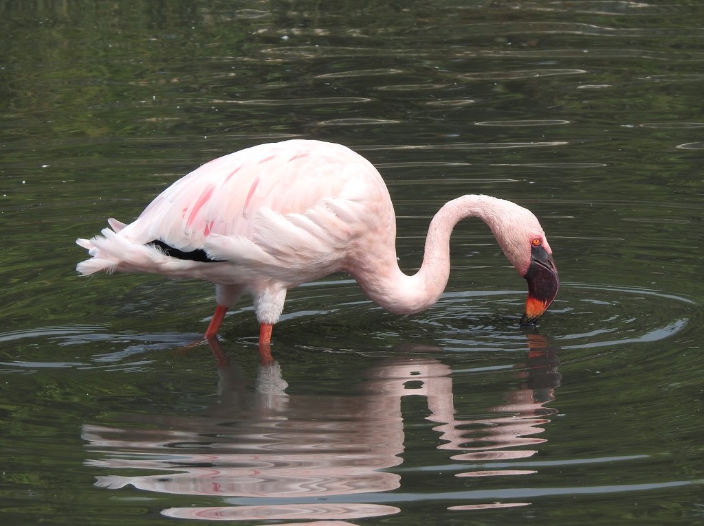 A lesser flamingo by roachling
