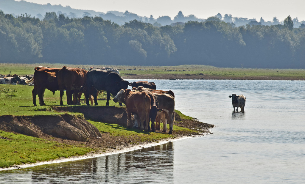 cow in the river by ianmetcalfe
