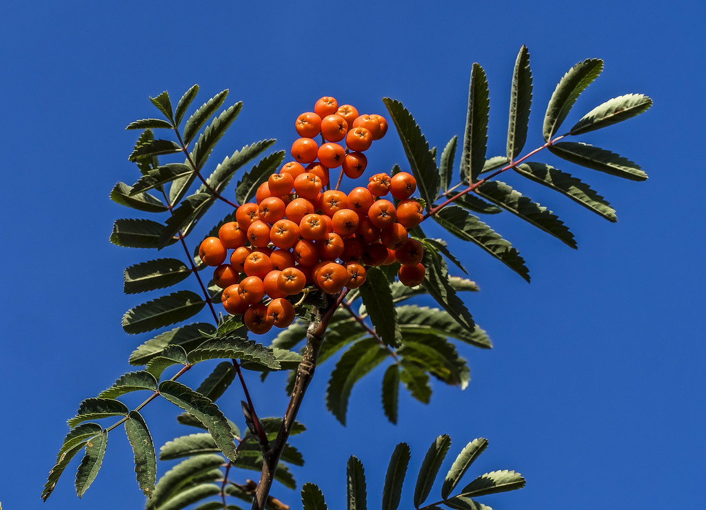 Fruit of  The Rowan Tree by tonygig