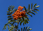 2nd Sep 2018 - Fruit of  The Rowan Tree