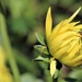 Dahlia Yellow by phil_sandford