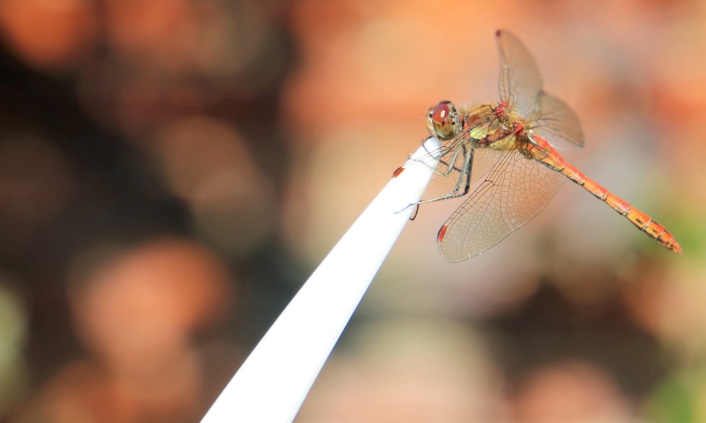 Dragonfly by phil_sandford