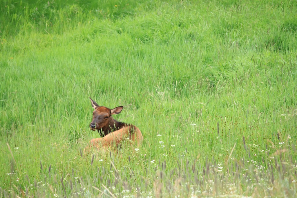 Elk by hellie