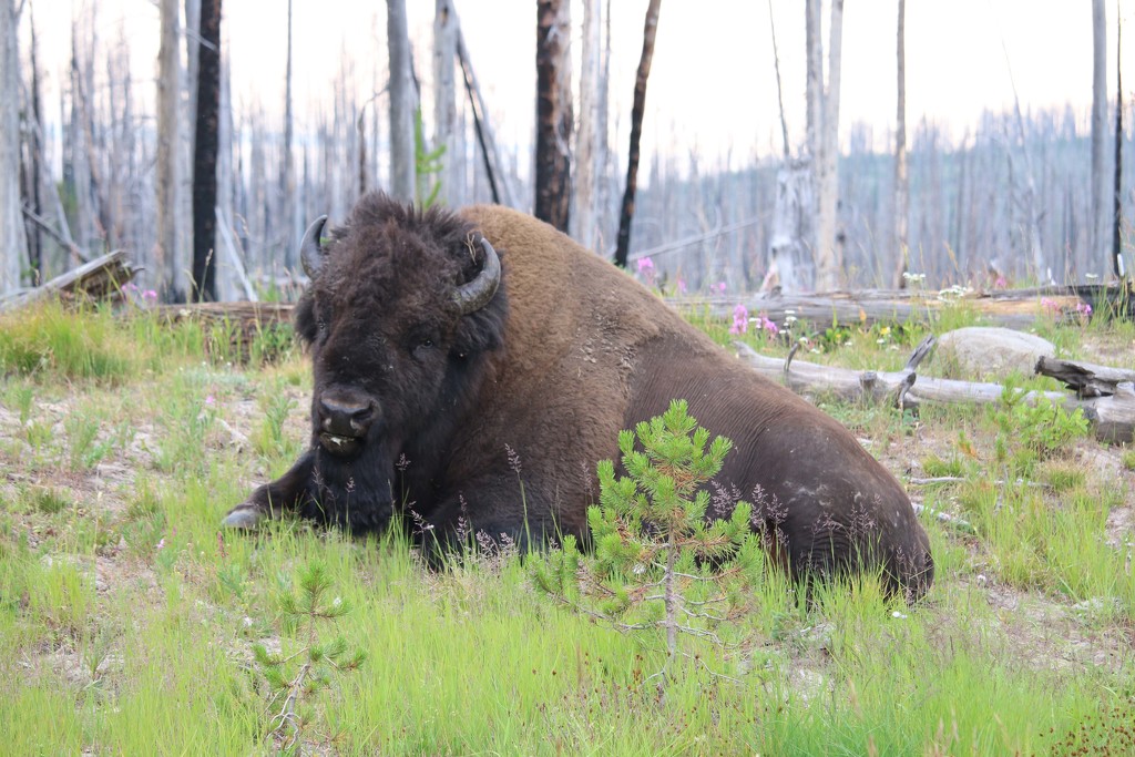 Bison sleeping but I woke him up. by hellie