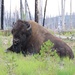 Bison sleeping but I woke him up. by hellie
