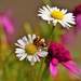 Argyranthemums, Daisies, Ladybird..... by ziggy77