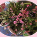 A set of five Heather plants. by grace55