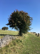 2nd Sep 2018 - Tree