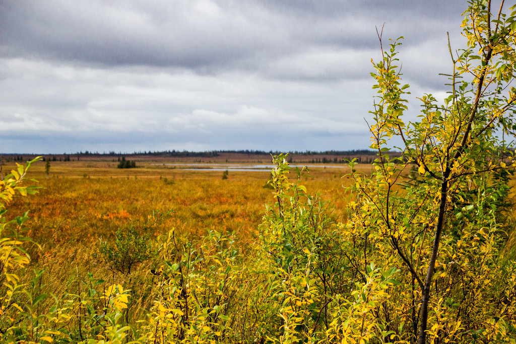 Fall Time on the Tundra by jetr