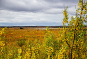 27th Aug 2018 - Fall Time on the Tundra