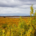 Fall Time on the Tundra by jetr