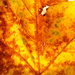 Backlit Autumn Leaf by granagringa