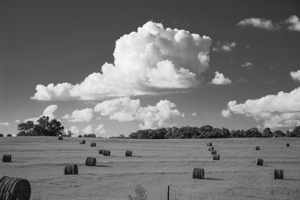 Hay field in B&W... by thewatersphotos