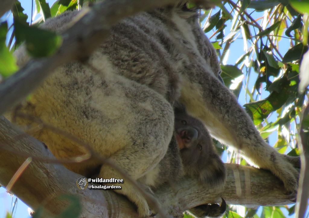 eye contact by koalagardens