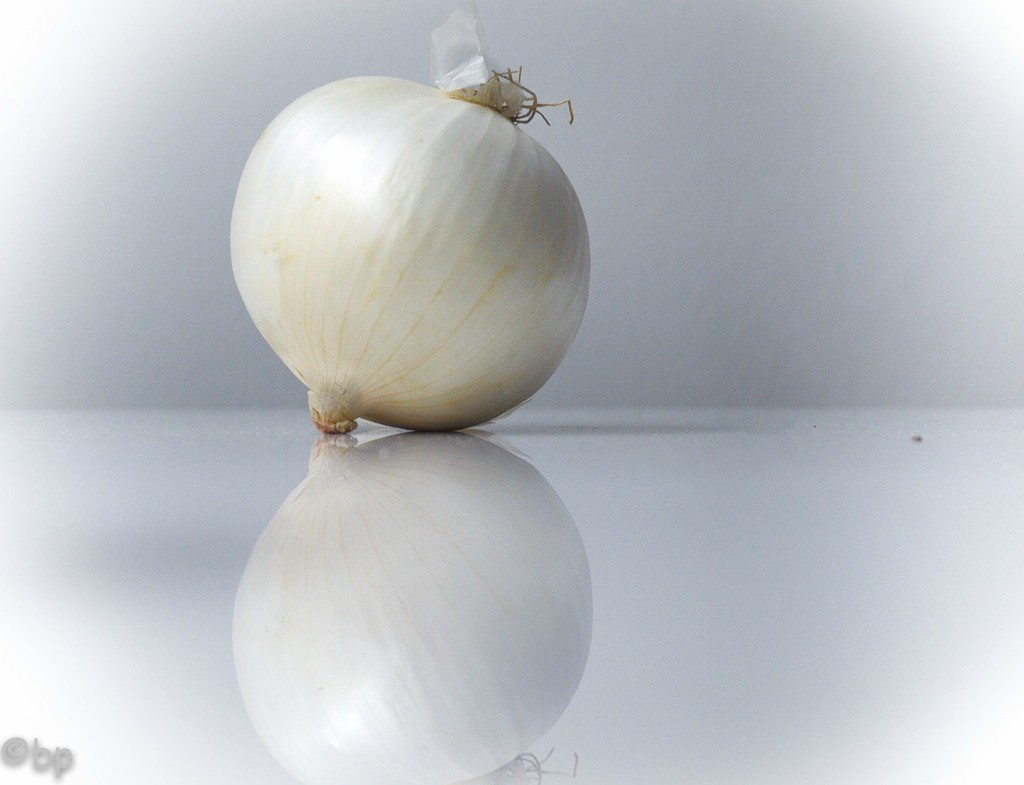 just a white onion tonight by caterina