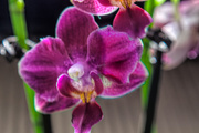2nd Sep 2018 - Orchid
