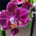 Orchid by joansmor