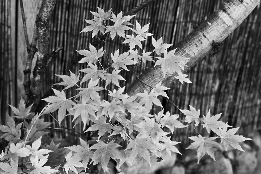 Maple Leaves SOOC 50mm Challenge  by jgpittenger