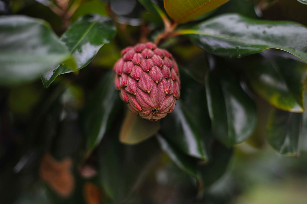 Magnolia Fruit by loweygrace