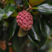 Magnolia Fruit by loweygrace