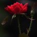 Early Evening Rose by milaniet