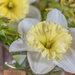 daffodil by ulla