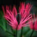 Pink Pavonia by maureenpp