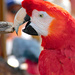 Macaw by jaybutterfield