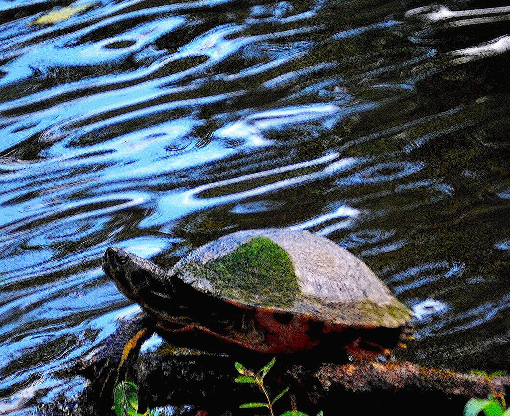 Mr. Turtle taking a break. by congaree