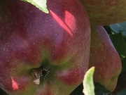 1st Sep 2018 - Ripening Apples
