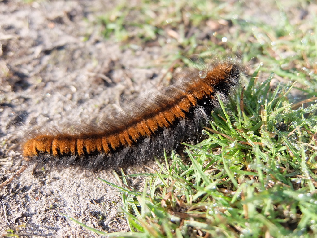 Fox Moth Caterpillar by mattjcuk