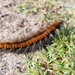 Fox Moth Caterpillar by mattjcuk