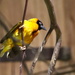 Weaver Bird by davemockford