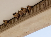 12th Jul 2018 - Swallow Nests 
