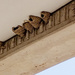 Swallow Nests  by houser934