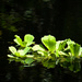 Lettuce Lake by danette